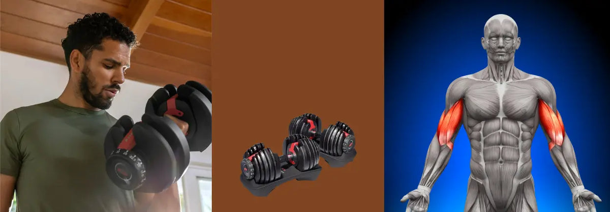 Man doing a biceps curl beside an illustration of arm muscles