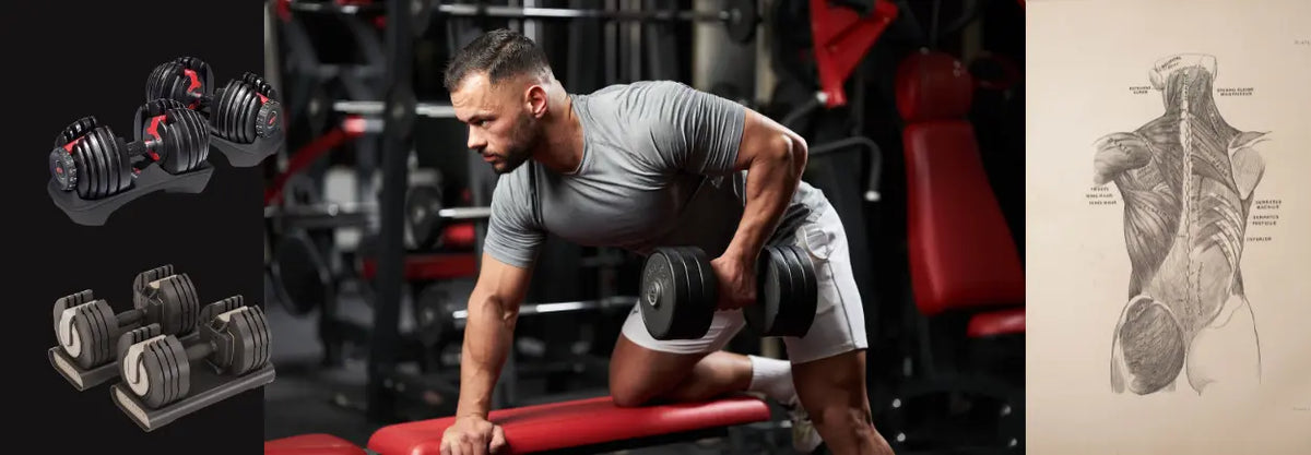 Man doing a dumbbell row in a gym beside a muscle illustration