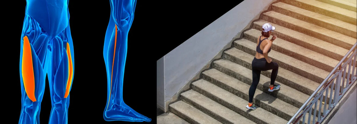 Illustration of leg muscles beside someone walking up stairs