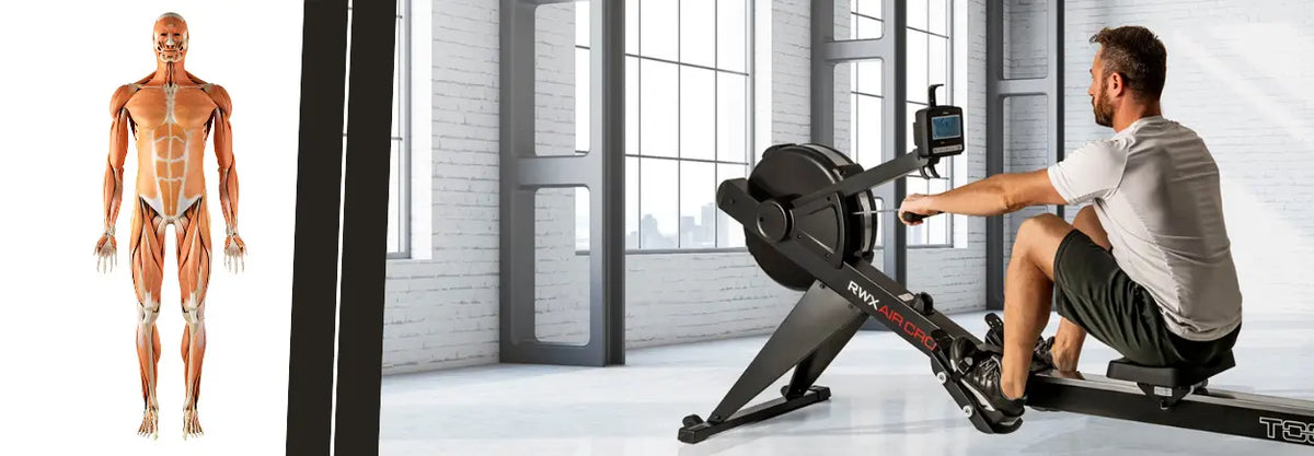 Back muscle illustration beside a man using a rowing machine